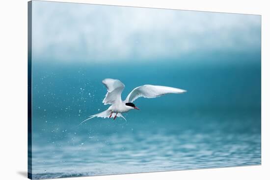Arctic Tern Fishing in Jokulsarlon Lake-Paul Souders-Stretched Canvas