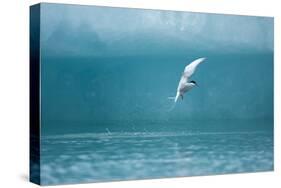 Arctic Tern Fishing in Jokulsarlon Lake-Paul Souders-Stretched Canvas