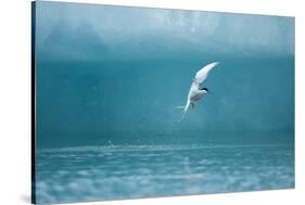 Arctic Tern Fishing in Jokulsarlon Lake-Paul Souders-Stretched Canvas