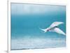 Arctic Tern fishing in Jokulsarlon Lake-Paul Souders-Framed Photographic Print