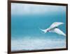 Arctic Tern fishing in Jokulsarlon Lake-Paul Souders-Framed Photographic Print