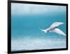 Arctic Tern fishing in Jokulsarlon Lake-Paul Souders-Framed Photographic Print