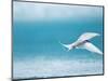 Arctic Tern fishing in Jokulsarlon Lake-Paul Souders-Mounted Photographic Print