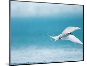 Arctic Tern fishing in Jokulsarlon Lake-Paul Souders-Mounted Photographic Print