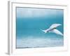 Arctic Tern fishing in Jokulsarlon Lake-Paul Souders-Framed Photographic Print