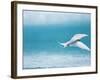 Arctic Tern fishing in Jokulsarlon Lake-Paul Souders-Framed Photographic Print