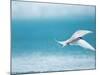 Arctic Tern fishing in Jokulsarlon Lake-Paul Souders-Mounted Photographic Print