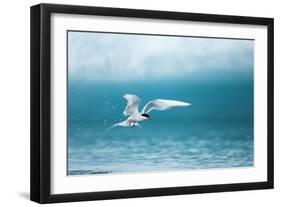 Arctic Tern Fishing in Jokulsarlon Lake-Paul Souders-Framed Photographic Print