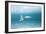 Arctic Tern Fishing in Jokulsarlon Lake-Paul Souders-Framed Photographic Print