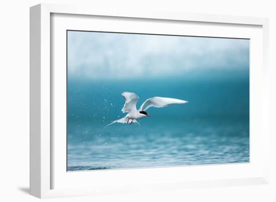 Arctic Tern Fishing in Jokulsarlon Lake-Paul Souders-Framed Photographic Print