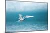 Arctic Tern Fishing in Jokulsarlon Lake-Paul Souders-Mounted Photographic Print