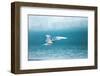 Arctic Tern Fishing in Jokulsarlon Lake-Paul Souders-Framed Photographic Print