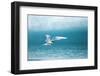 Arctic Tern Fishing in Jokulsarlon Lake-Paul Souders-Framed Photographic Print