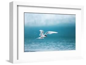 Arctic Tern Fishing in Jokulsarlon Lake-Paul Souders-Framed Photographic Print