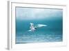 Arctic Tern Fishing in Jokulsarlon Lake-Paul Souders-Framed Photographic Print