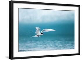 Arctic Tern Fishing in Jokulsarlon Lake-Paul Souders-Framed Photographic Print