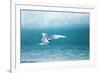 Arctic Tern Fishing in Jokulsarlon Lake-Paul Souders-Framed Photographic Print