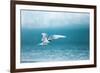 Arctic Tern Fishing in Jokulsarlon Lake-Paul Souders-Framed Photographic Print