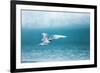 Arctic Tern Fishing in Jokulsarlon Lake-Paul Souders-Framed Photographic Print