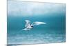 Arctic Tern Fishing in Jokulsarlon Lake-Paul Souders-Mounted Photographic Print