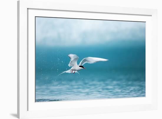 Arctic Tern Fishing in Jokulsarlon Lake-Paul Souders-Framed Photographic Print