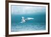 Arctic Tern Fishing in Jokulsarlon Lake-Paul Souders-Framed Photographic Print