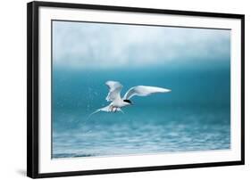 Arctic Tern Fishing in Jokulsarlon Lake-Paul Souders-Framed Photographic Print