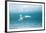 Arctic Tern Fishing in Jokulsarlon Lake-Paul Souders-Framed Photographic Print