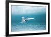 Arctic Tern Fishing in Jokulsarlon Lake-Paul Souders-Framed Photographic Print