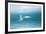 Arctic Tern Fishing in Jokulsarlon Lake-Paul Souders-Framed Photographic Print