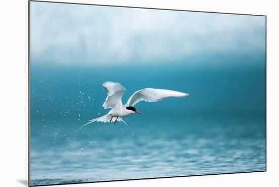 Arctic Tern Fishing in Jokulsarlon Lake-Paul Souders-Mounted Photographic Print