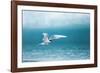 Arctic Tern Fishing in Jokulsarlon Lake-Paul Souders-Framed Photographic Print