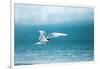 Arctic Tern Fishing in Jokulsarlon Lake-Paul Souders-Framed Photographic Print