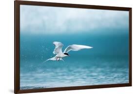 Arctic Tern Fishing in Jokulsarlon Lake-Paul Souders-Framed Photographic Print