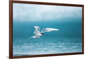 Arctic Tern Fishing in Jokulsarlon Lake-Paul Souders-Framed Photographic Print