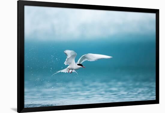 Arctic Tern Fishing in Jokulsarlon Lake-Paul Souders-Framed Photographic Print