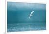 Arctic Tern Fishing in Jokulsarlon Lake-Paul Souders-Framed Photographic Print