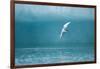 Arctic Tern Fishing in Jokulsarlon Lake-Paul Souders-Framed Photographic Print