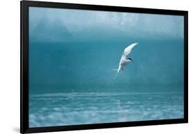 Arctic Tern Fishing in Jokulsarlon Lake-Paul Souders-Framed Photographic Print