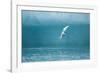 Arctic Tern Fishing in Jokulsarlon Lake-Paul Souders-Framed Photographic Print