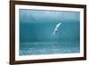 Arctic Tern Fishing in Jokulsarlon Lake-Paul Souders-Framed Photographic Print