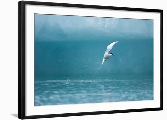 Arctic Tern Fishing in Jokulsarlon Lake-Paul Souders-Framed Photographic Print