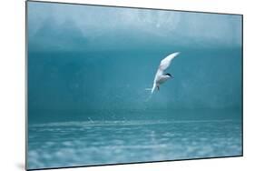Arctic Tern Fishing in Jokulsarlon Lake-Paul Souders-Mounted Photographic Print