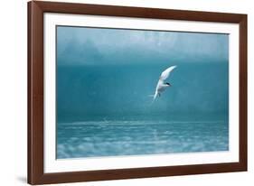 Arctic Tern Fishing in Jokulsarlon Lake-Paul Souders-Framed Photographic Print