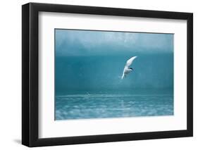 Arctic Tern Fishing in Jokulsarlon Lake-Paul Souders-Framed Photographic Print