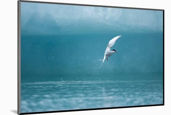 Arctic Tern Fishing in Jokulsarlon Lake-Paul Souders-Mounted Photographic Print