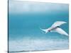 Arctic Tern fishing in Jokulsarlon Lake-Paul Souders-Stretched Canvas