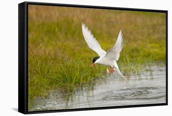 Arctic Tern Fishing, Longyearbyen, Spitsbergen, Svalbard, Norway-Steve Kazlowski-Framed Stretched Canvas