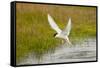 Arctic Tern Fishing, Longyearbyen, Spitsbergen, Svalbard, Norway-Steve Kazlowski-Framed Stretched Canvas