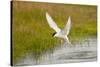 Arctic Tern Fishing, Longyearbyen, Spitsbergen, Svalbard, Norway-Steve Kazlowski-Stretched Canvas